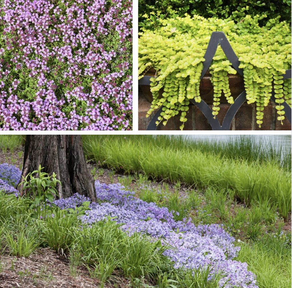 Gound Cover Plants